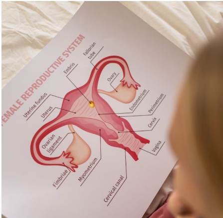 Icon illustrating the biological effects of Aviva Method exercises on pelvic circulation and women’s reproductive wellness.