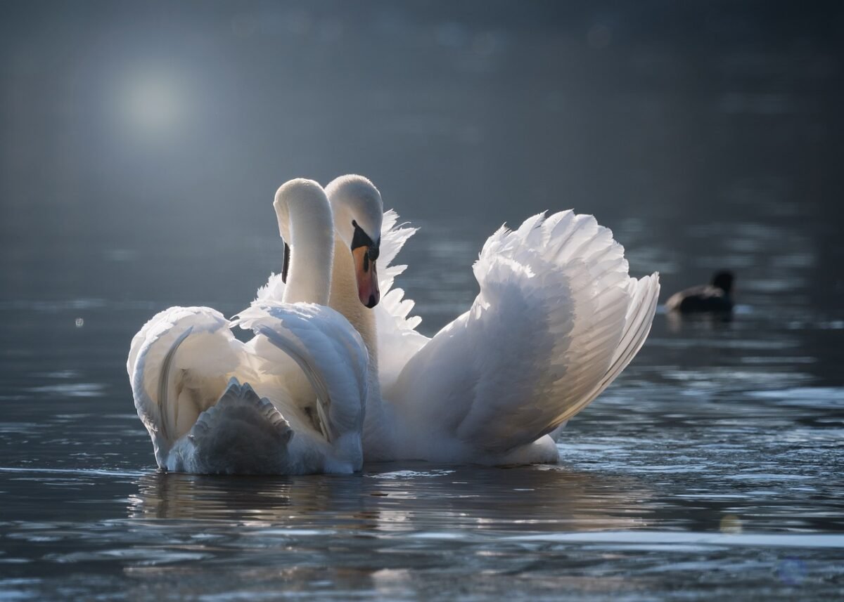 swan, few, love, pairing, emotions, water, bird, lake, swans, wildlife, water bird, nature, plumage, romantic, waters, elegant, graceful, white, together, feathers, swan, love, love, love, love, love