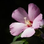 flower, hibiscus, botany, bloom, blossom, plant, flower wallpaper, nature, mugunghwa, beautiful flowers, conicuri, garden, flower background, pollen