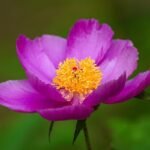 peony, nature, flower background, flower wallpaper, flower, beautiful, beautiful flowers, wildflower, wild flower, republic of korea, plant, macro, affix