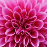 dahlia, dahlias, fall, asteraceae, garden flower, ornamental flower, garden dahlia, blossom, bloom, garden, nature, flora, dalia, plant