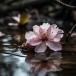flower, cherry blossom, pond, rose, flower art, garden, nature, close, chrysanthemum, apricot blossom, flower wallpaper, flower background, lotus flower, rose flower, beautiful flowers, tulips