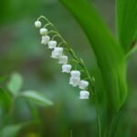 nature, plant, beautiful flowers, leaf, flower background, outdoors, flower, silver bell, lily of the valley, spring, white flower, wild, flower wallpaper, their mums, affix, wild flower, spring flowers, wilding
