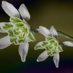 snowdrop, galanthus, early bloomer, harbinger of spring, stuffed snowdrop, flora, botany