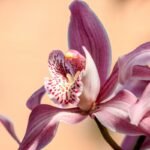 A detailed close-up shot of a pink Cymbidium orchid flower in full bloom.