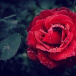 Close-up of a vibrant red rose adorned with fresh dewdrops, capturing natural beauty.