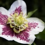 Detailed close-up of a vibrant hellebore flower showcasing its unique petals and colors.