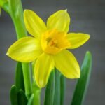 Vivid close-up of a blooming daffodil, showcasing its vibrant yellow petals.