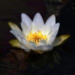 Close-up of a white water lily with yellow center in a serene pond, showcasing natural beauty.