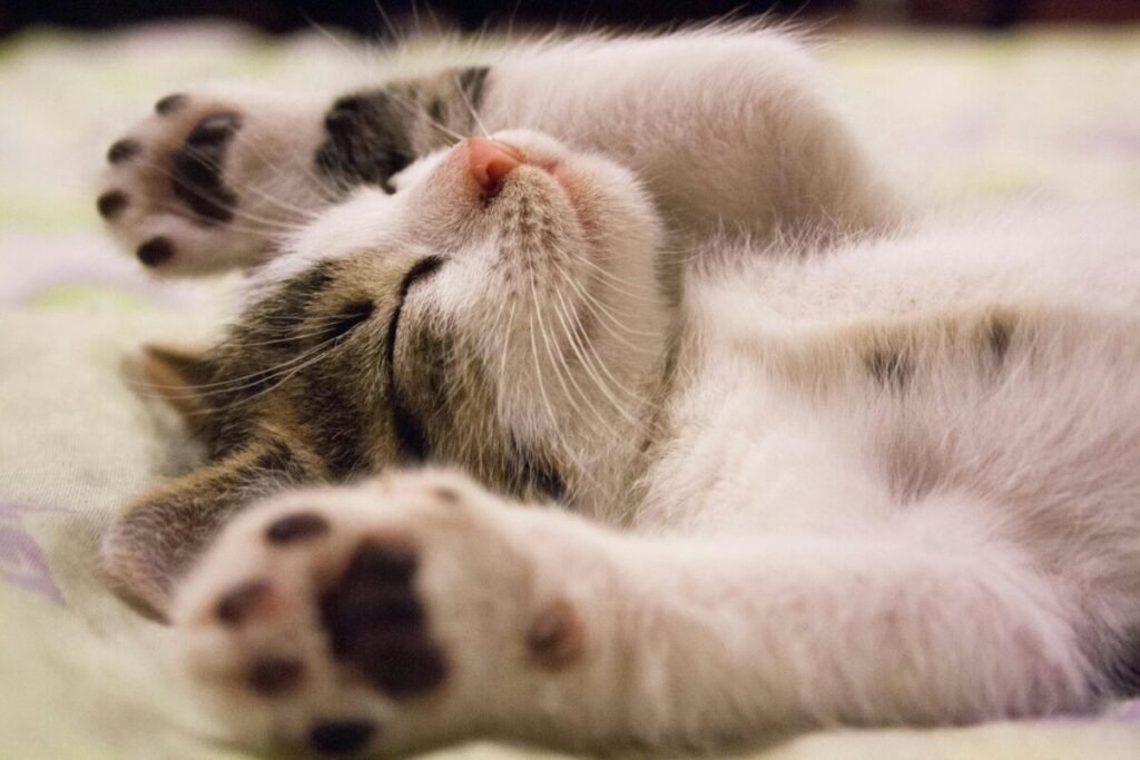 A close-up shot of a cute kitten sleeping peacefully on a soft surface symbolizing Aviva Method stress relief pillar offering guided relaxations for inner peace, emotional balance, and deep relaxation after the 30 minute pelvic circulation increasing exercise session.