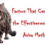 A wet cat simbolizing effects and habits that can cancell the supporting effect of the Aviva Method women exercise
