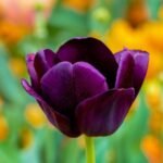 tulip, flower, flower wallpaper, violet tulip, beautiful flowers, petals, tulip petals, bloom, blossom, flora, flower background, plant, spring flower, nature, close up