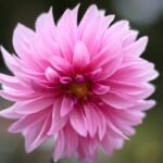Stunning close-up of a blooming pink dahlia flower with soft petals.