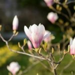 Close-up of blooming magnolia flowers in a spring garden, Vienna, Austria.