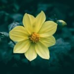 Close-up of a vibrant yellow dahlia in full bloom, captured in a serene garden setting.