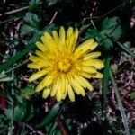 A vibrant yellow dandelion blooms with delicate petals against a lush green background.