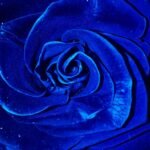 Close-up vibrant shot of a blue rose highlighting its delicate petals with vivid color.
