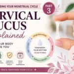 Educational women's health article cover explaining cervical mucus changes throughout the menstrual cycle, including dry, creamy, watery, and egg-white cervical mucus patterns associated with ovulation and fertility awareness.