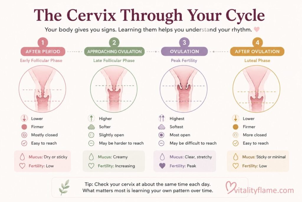 Educational infographic showing how cervical position changes throughout the menstrual cycle, including low firm closed cervix after menstruation, higher softer cervix approaching ovulation, peak fertility signs during ovulation, and lower firm cervix during the luteal phase.