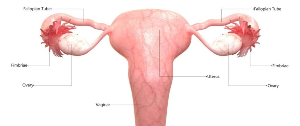 A medical illustration showing the female reproductive system with a highlighted fallopian tube.